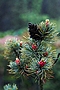 Pinus parviflora Berghan IMG_4933 Sosna drobnokwiatowa